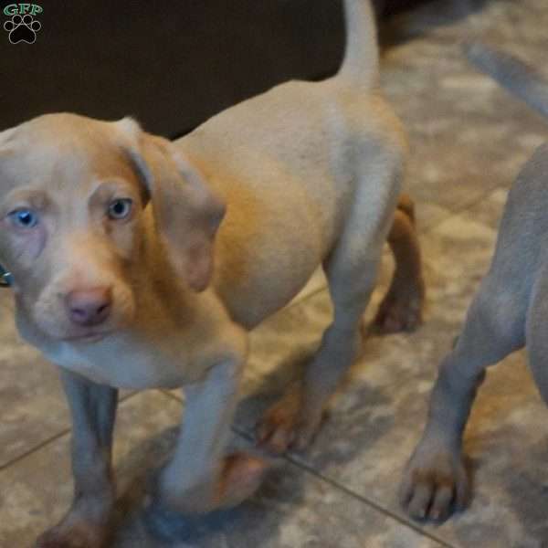 Charlie, Weimaraner Puppy